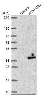 ANKRD29 Antibody in Western Blot (WB)