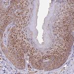 DOCK6 Antibody in Immunohistochemistry (Paraffin) (IHC (P))