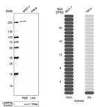 DOCK6 Antibody in Western Blot (WB)