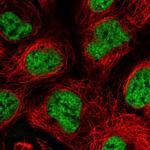 SF3A2 Polyclonal Antibody