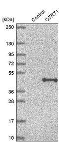QTRT1 Antibody in Western Blot (WB)