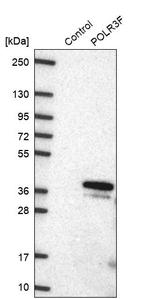 POLR3F Antibody in Western Blot (WB)