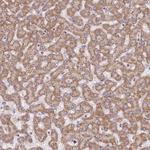 SLC25A42 Antibody in Immunohistochemistry (Paraffin) (IHC (P))