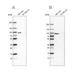 RAVER1 Antibody in Western Blot (WB)
