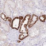Naked2 Polyclonal Antibody