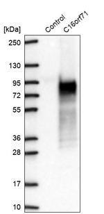 C16orf71 Antibody in Western Blot (WB)