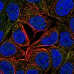 GAN Polyclonal Antibody