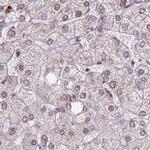 hnRNP UL1 Antibody in Immunohistochemistry (IHC)