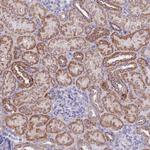 COX4NB Antibody in Immunohistochemistry (Paraffin) (IHC (P))