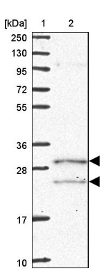 COQ5 Antibody in Western Blot (WB)