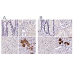 BPIL1 Antibody in Immunohistochemistry (IHC)