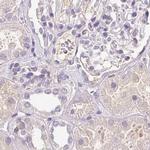 BPIL1 Antibody in Immunohistochemistry (IHC)