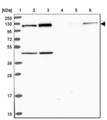 eIF3c Antibody in Western Blot (WB)