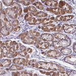 RGPD1 Polyclonal Antibody