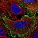 C19orf21 Polyclonal Antibody