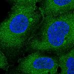 ATXN10 Polyclonal Antibody