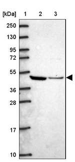 ATXN10 Antibody in Western Blot (WB)