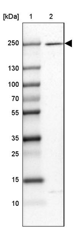 HEATR5A Antibody in Western Blot (WB)