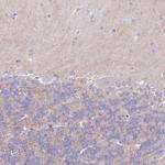 C2orf88 Antibody in Immunohistochemistry (Paraffin) (IHC (P))