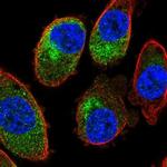 SLC35E4 Antibody in Immunocytochemistry (ICC/IF)