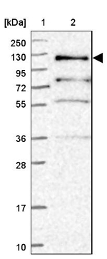 PLEKHG5 Antibody in Western Blot (WB)