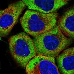 RNF19B Polyclonal Antibody