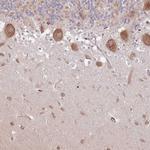 RNF19B Antibody in Immunohistochemistry (Paraffin) (IHC (P))