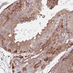 RNF19B Antibody in Immunohistochemistry (Paraffin) (IHC (P))