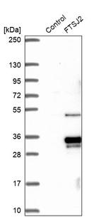 FTSJ2 Antibody in Western Blot (WB)