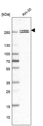 CNOT1 Antibody in Western Blot (WB)
