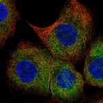 BAP29 Polyclonal Antibody