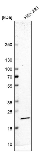 RPS11 Antibody in Western Blot (WB)
