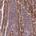 SLC35B4 Polyclonal Antibody