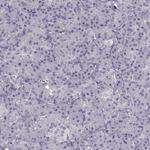 R9BP Polyclonal Antibody