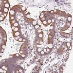 C9orf95 Antibody in Immunohistochemistry (Paraffin) (IHC (P))