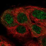 C9orf95 Polyclonal Antibody