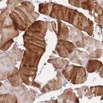 Apolipoprotein L4 Antibody in Immunohistochemistry (Paraffin) (IHC (P))
