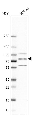 ZC3H14 Antibody in Western Blot (WB)
