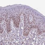 ZGLP1 Antibody in Immunohistochemistry (Paraffin) (IHC (P))