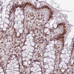 ZGLP1 Antibody in Immunohistochemistry (Paraffin) (IHC (P))