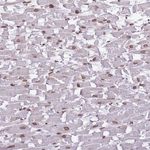 ZGLP1 Antibody in Immunohistochemistry (Paraffin) (IHC (P))