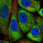 TMEM121 Polyclonal Antibody