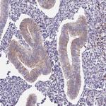 TMEM121 Antibody in Immunohistochemistry (Paraffin) (IHC (P))