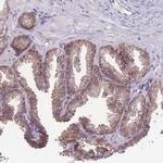 TMEM121 Antibody in Immunohistochemistry (Paraffin) (IHC (P))