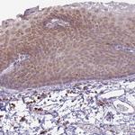 TMEM121 Antibody in Immunohistochemistry (Paraffin) (IHC (P))