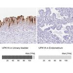 UPK1A Antibody
