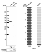 EHD3 Antibody in Western Blot (WB)
