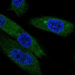 EBPL Polyclonal Antibody