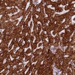 EBPL Antibody in Immunohistochemistry (Paraffin) (IHC (P))