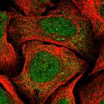 CCDC138 Polyclonal Antibody